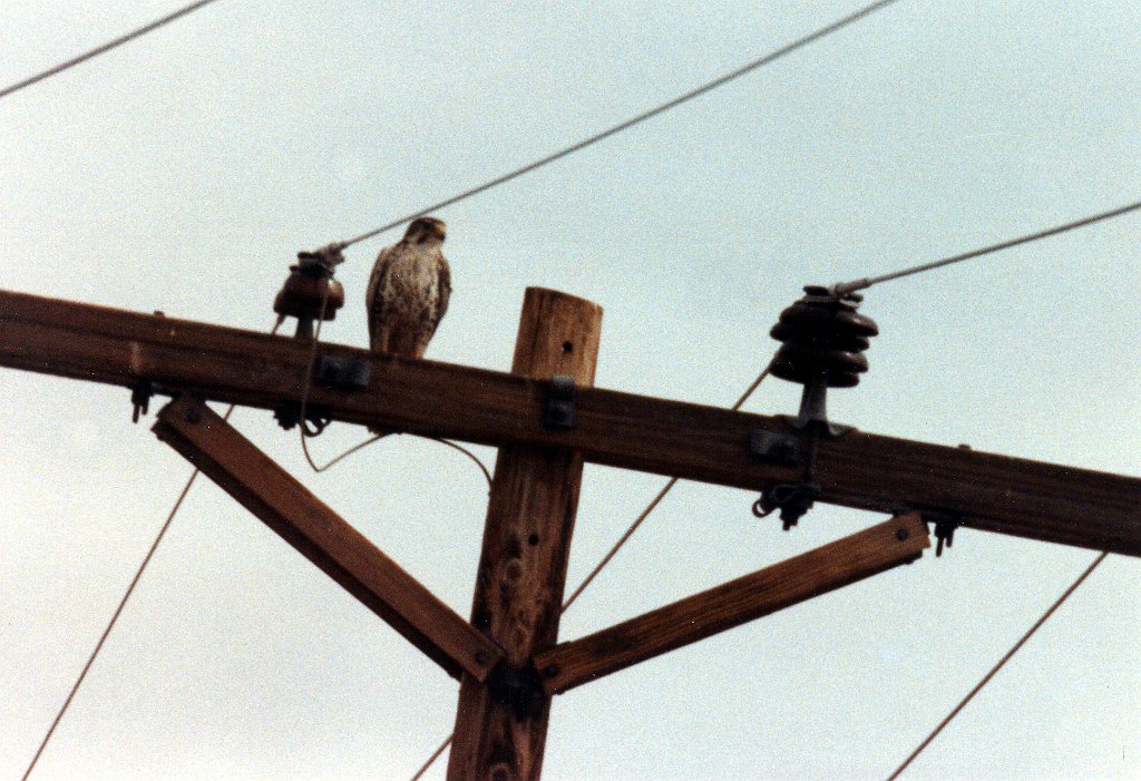 Hawk, Prairie Falcon, ade B01P64I06.jpg - Prairie Falcon